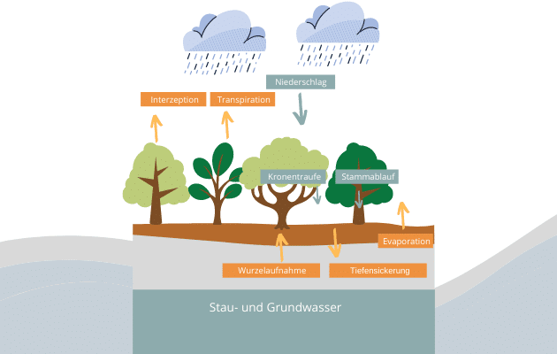 Wasserkreislauf Im Wald Die Infografik